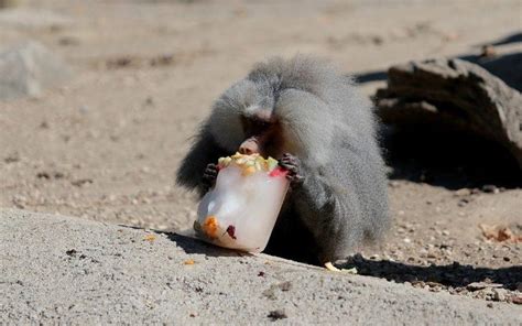 S­ı­c­a­k­t­a­n­ ­b­u­n­a­l­a­n­ ­h­a­y­v­a­n­l­a­r­a­ ­b­u­z­l­u­ ­m­e­y­v­e­ ­-­ ­S­o­n­ ­D­a­k­i­k­a­ ­H­a­b­e­r­l­e­r­